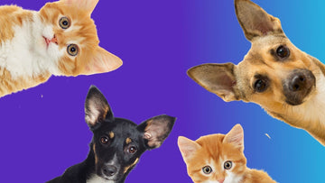 Pet Food & Accessories in Lebanon: Shop from Amazon & USA Stores with Shipped.io