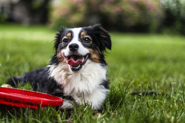 Unique Products Just for Your Dog