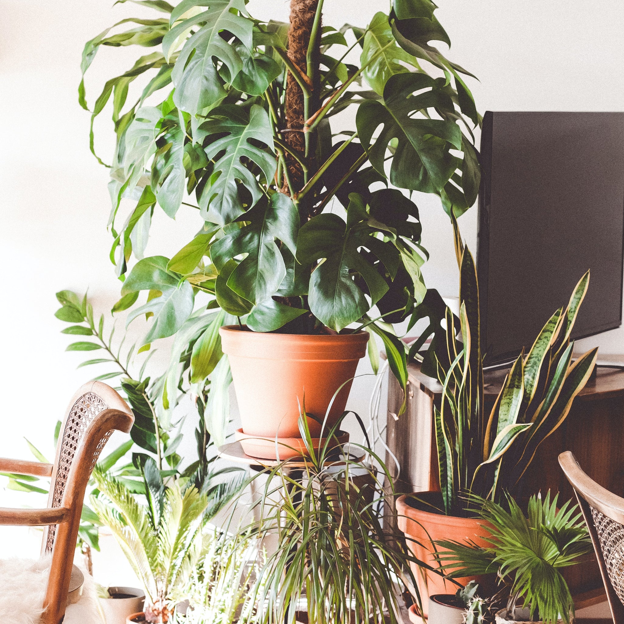 Brighten Up Your Space with Green Plants