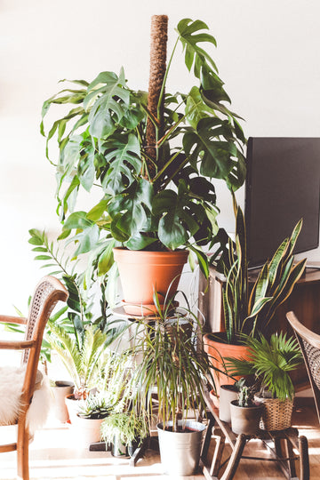 Brighten Up Your Space with Green Plants