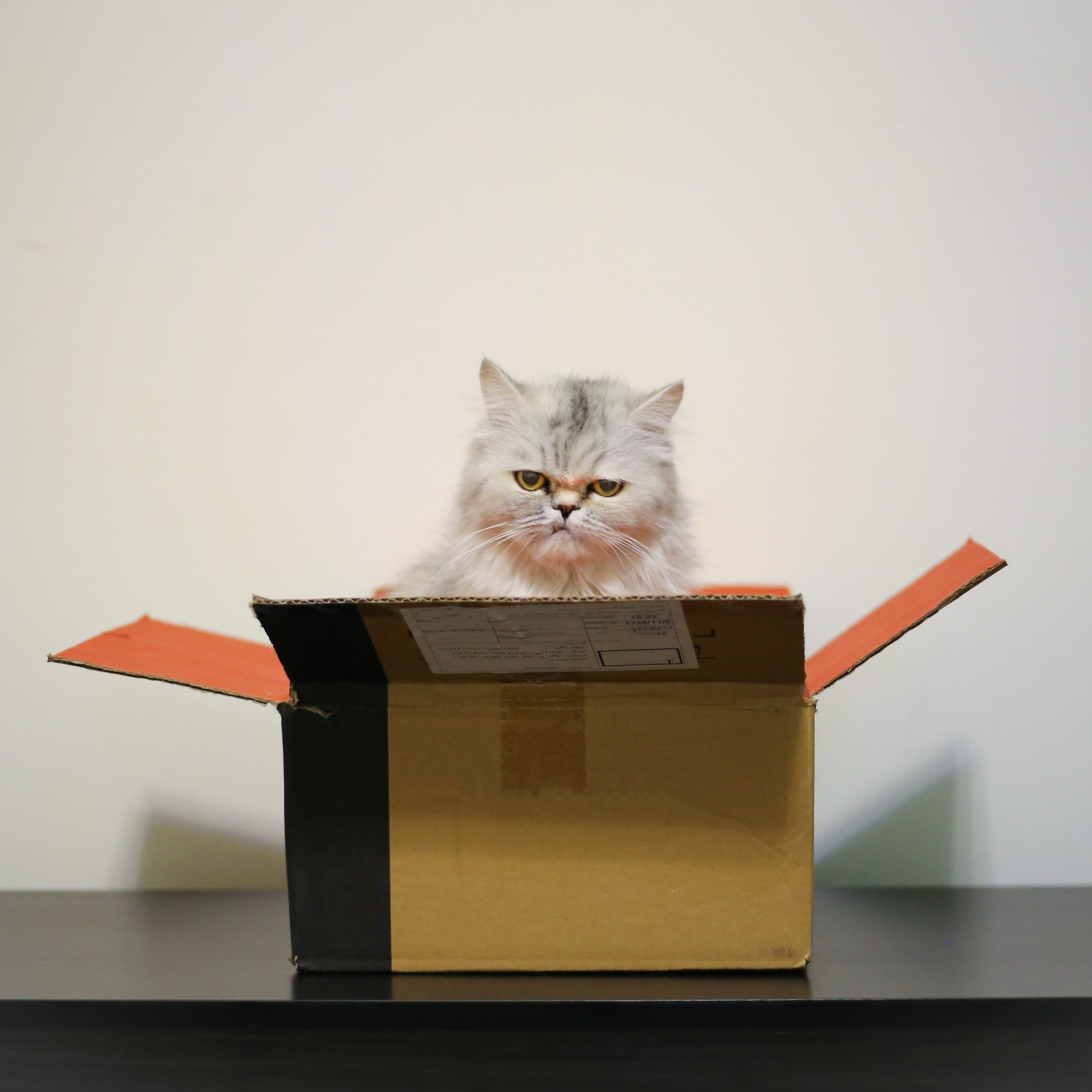 The Best Gifts for Cat Lovers from Amazon