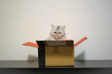 The Best Gifts for Cat Lovers from Amazon