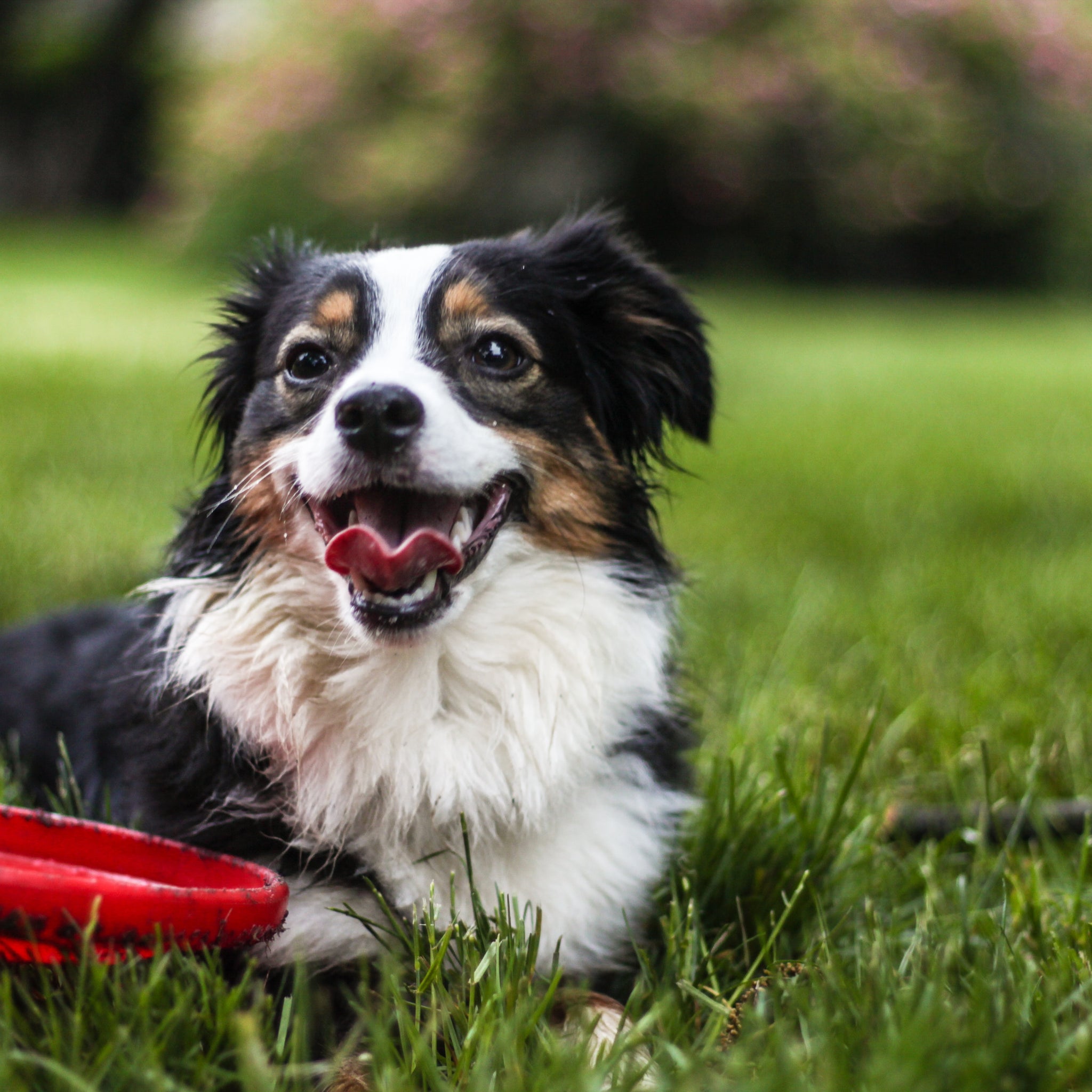 Unique Products Just for Your Dog
